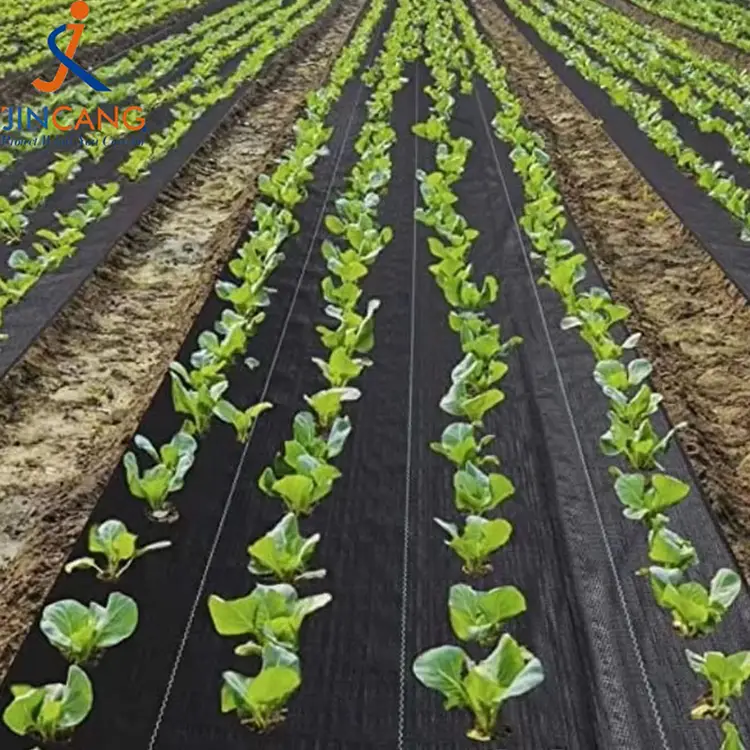 Rura viriditas Matth